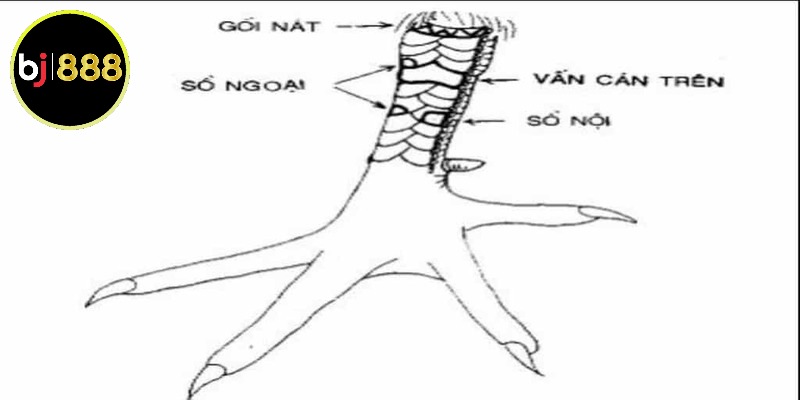 Gà có vảy vấn cán thì đá có hay không?