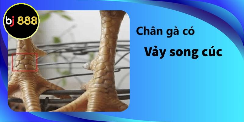 Gà vảy song cúc nghĩa là gì